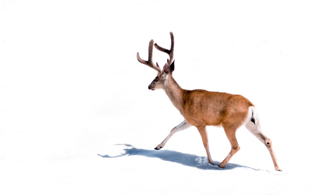 Toute l’équipe Comasoi vous souhaite de joyeuses fêtes de fin d’année