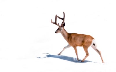Toute l’équipe Comasoi vous souhaite de joyeuses fêtes de fin d’année